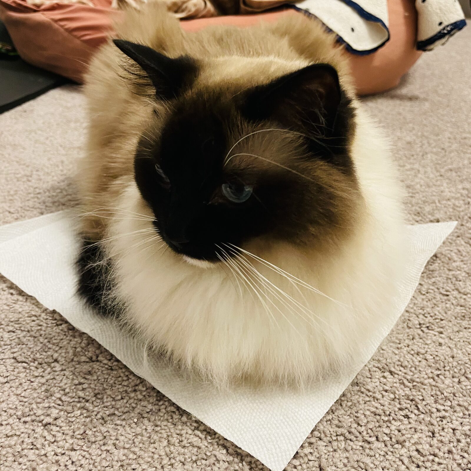 Fatty Portrait