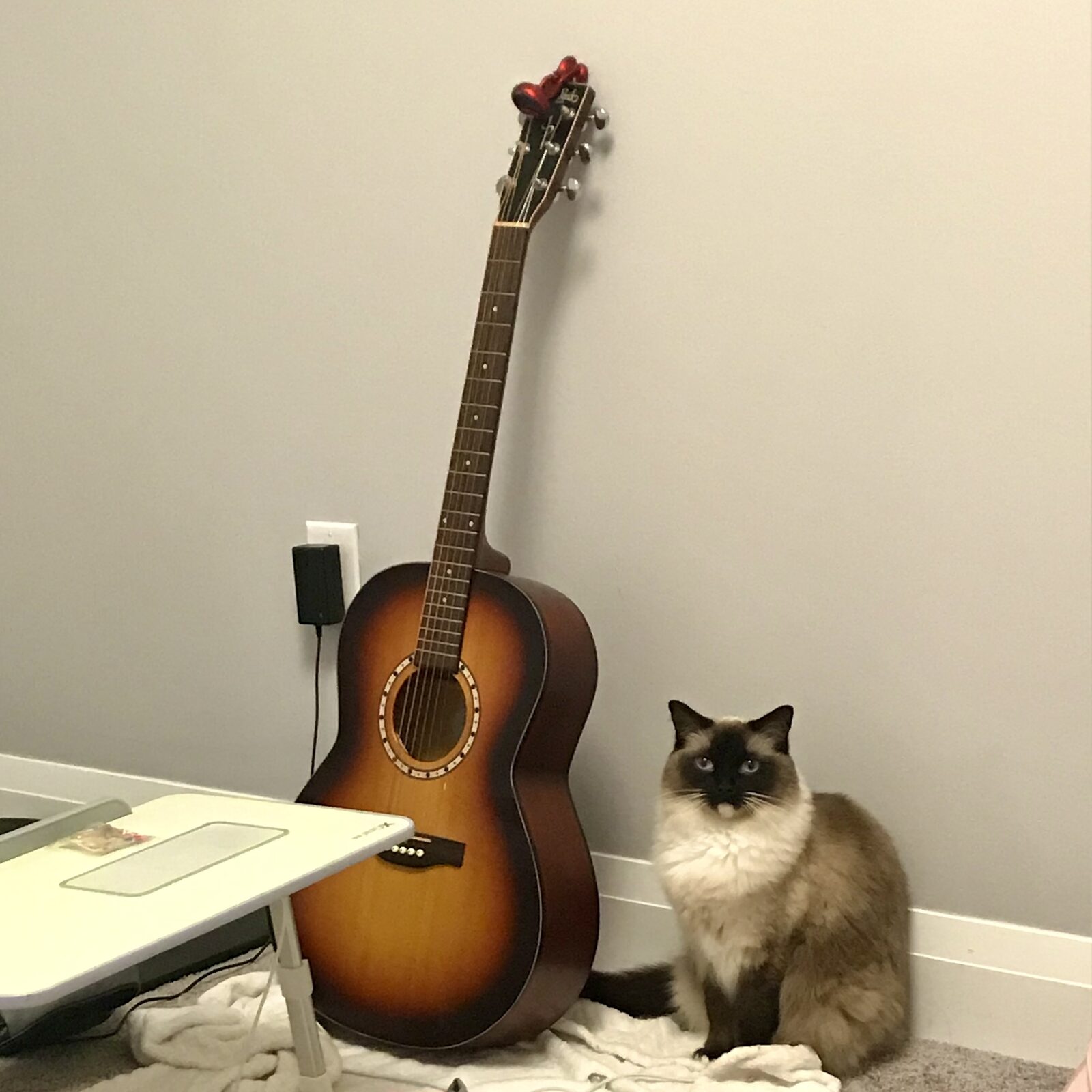 Musician Cat