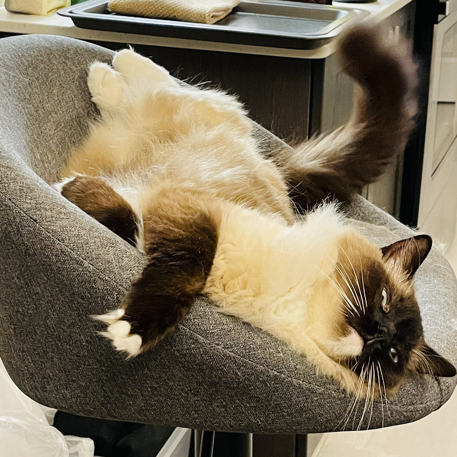 Belly Up