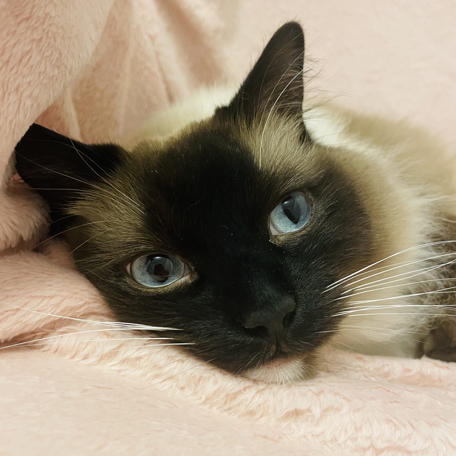 Blue Eyes