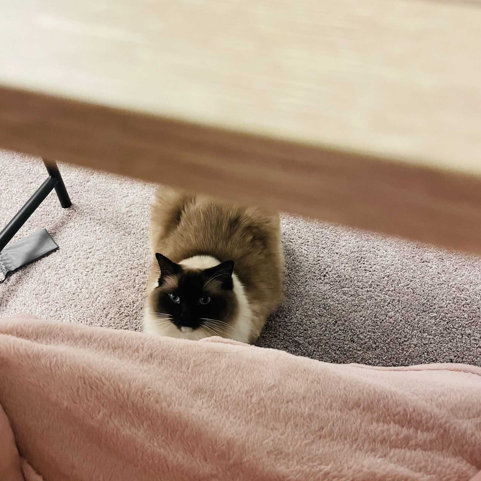Loaf Mode