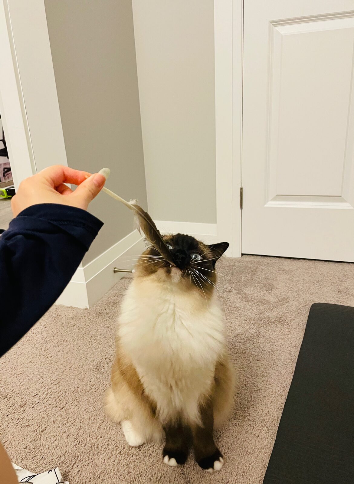 Treat Time