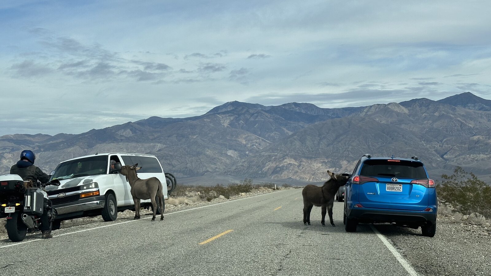 Wild Horses