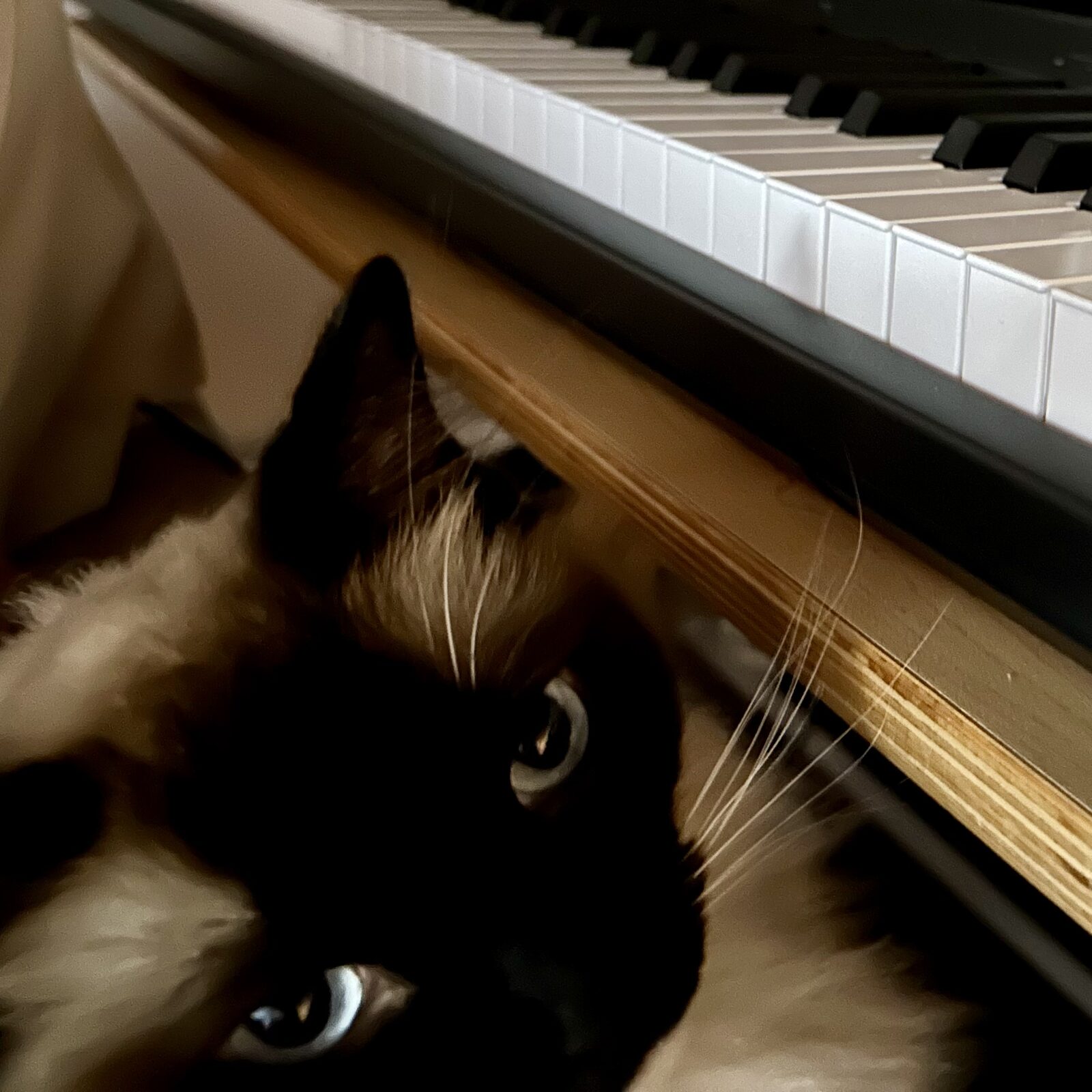 Piano Cat