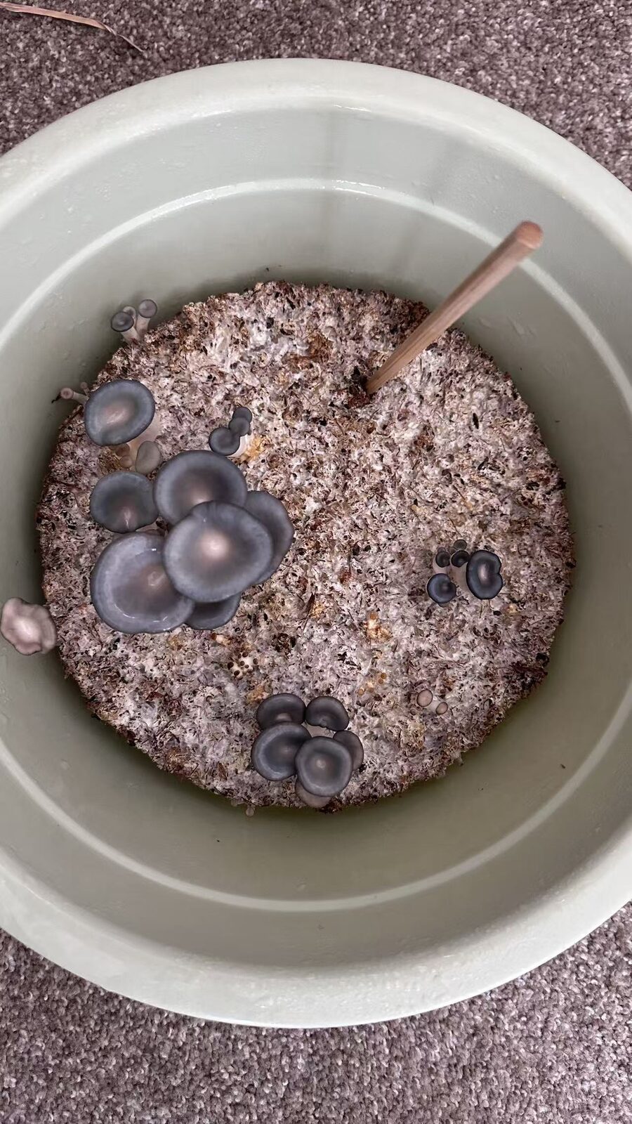 Mushroom Growing