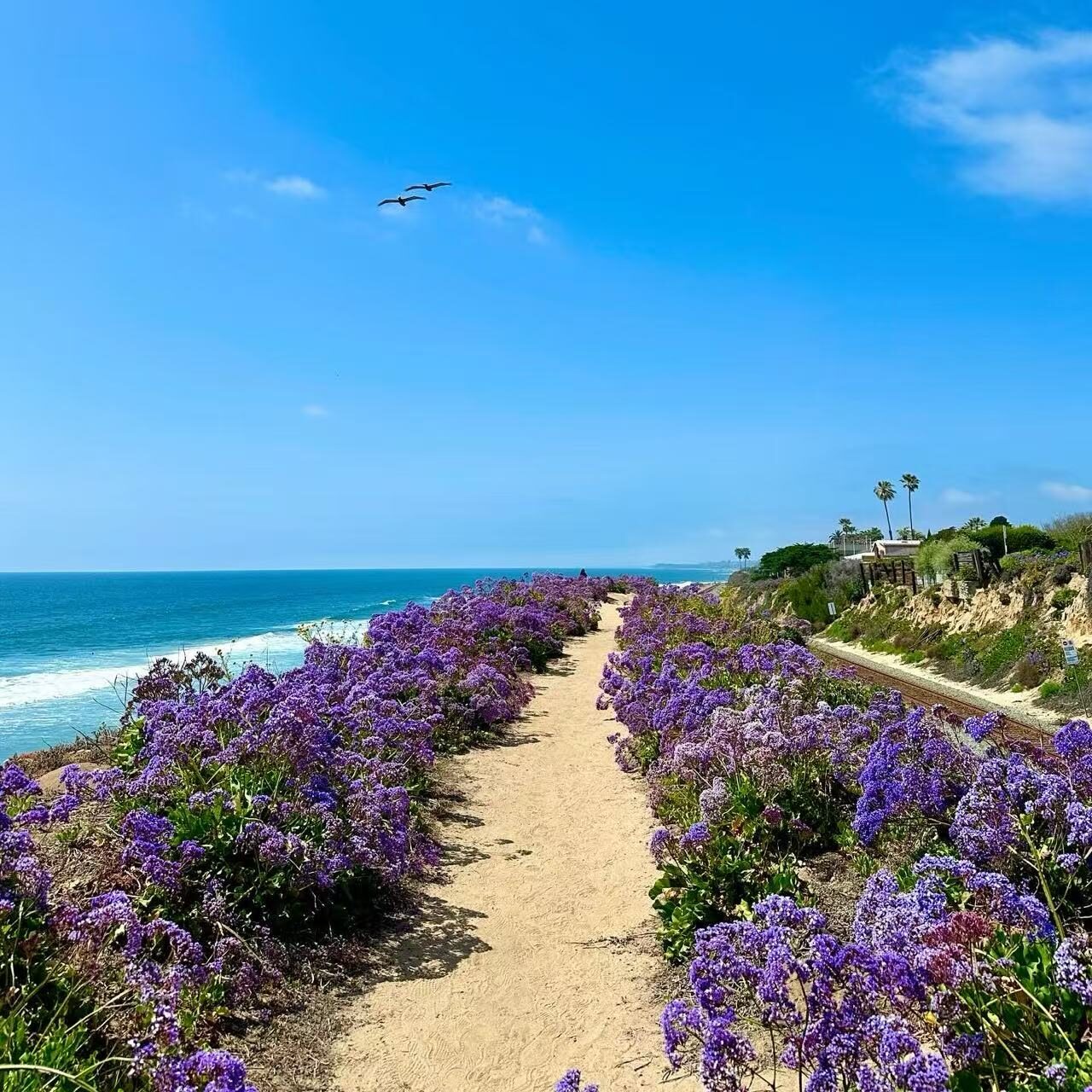 Purple Trail
