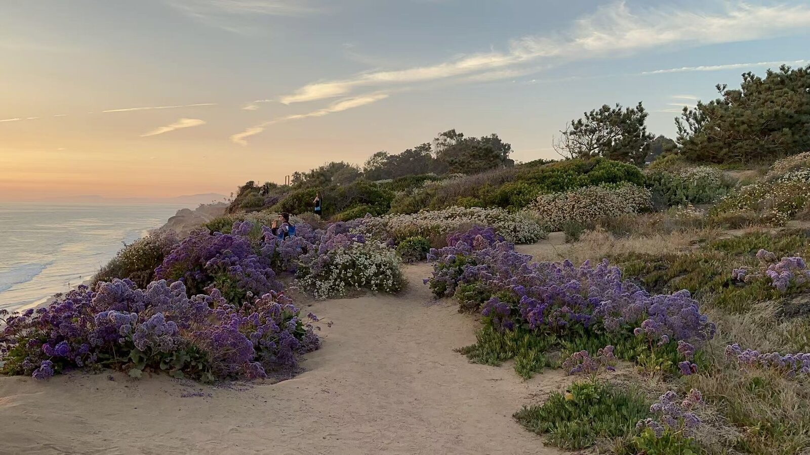 Coastal Wildflowers at Dusk