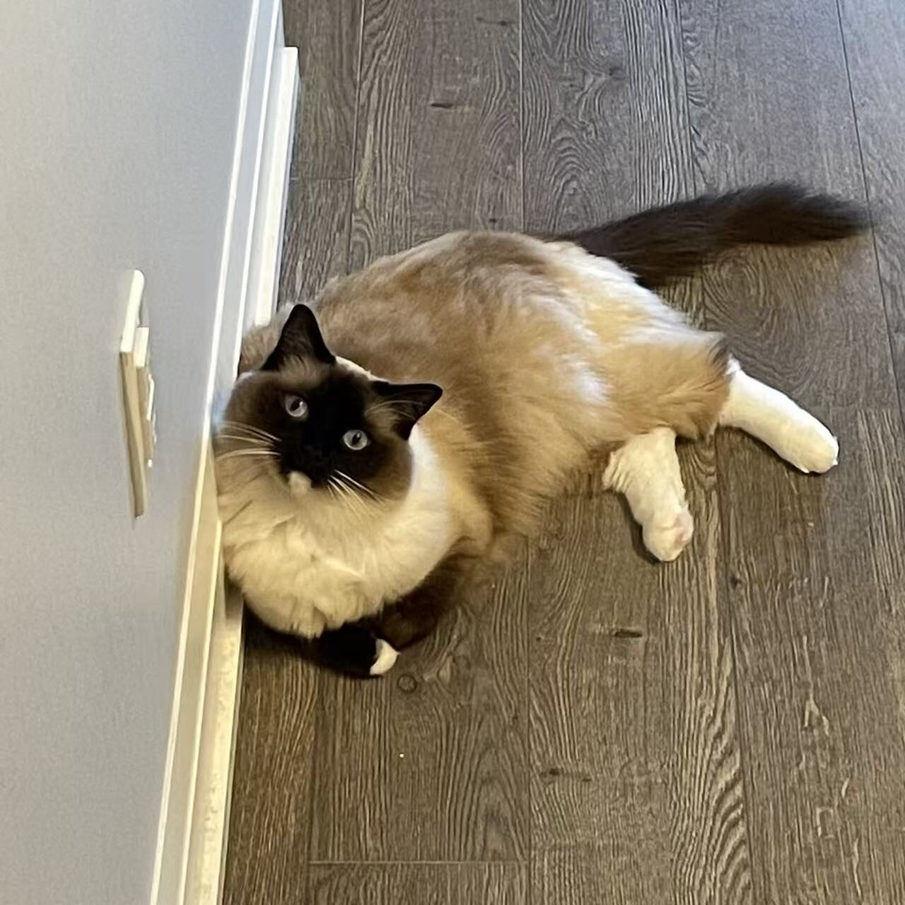 Hallway Fatty