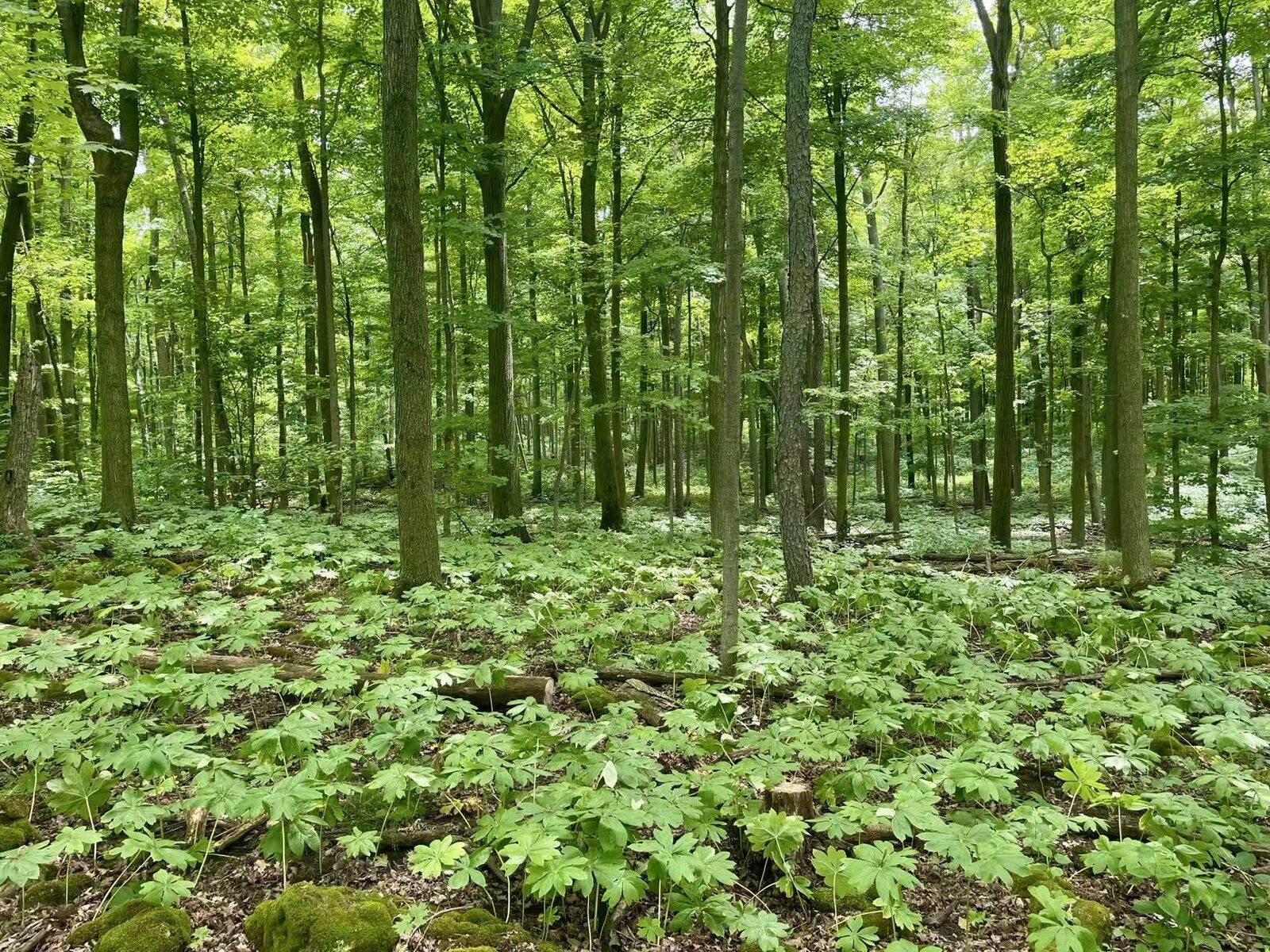Green Cathedral