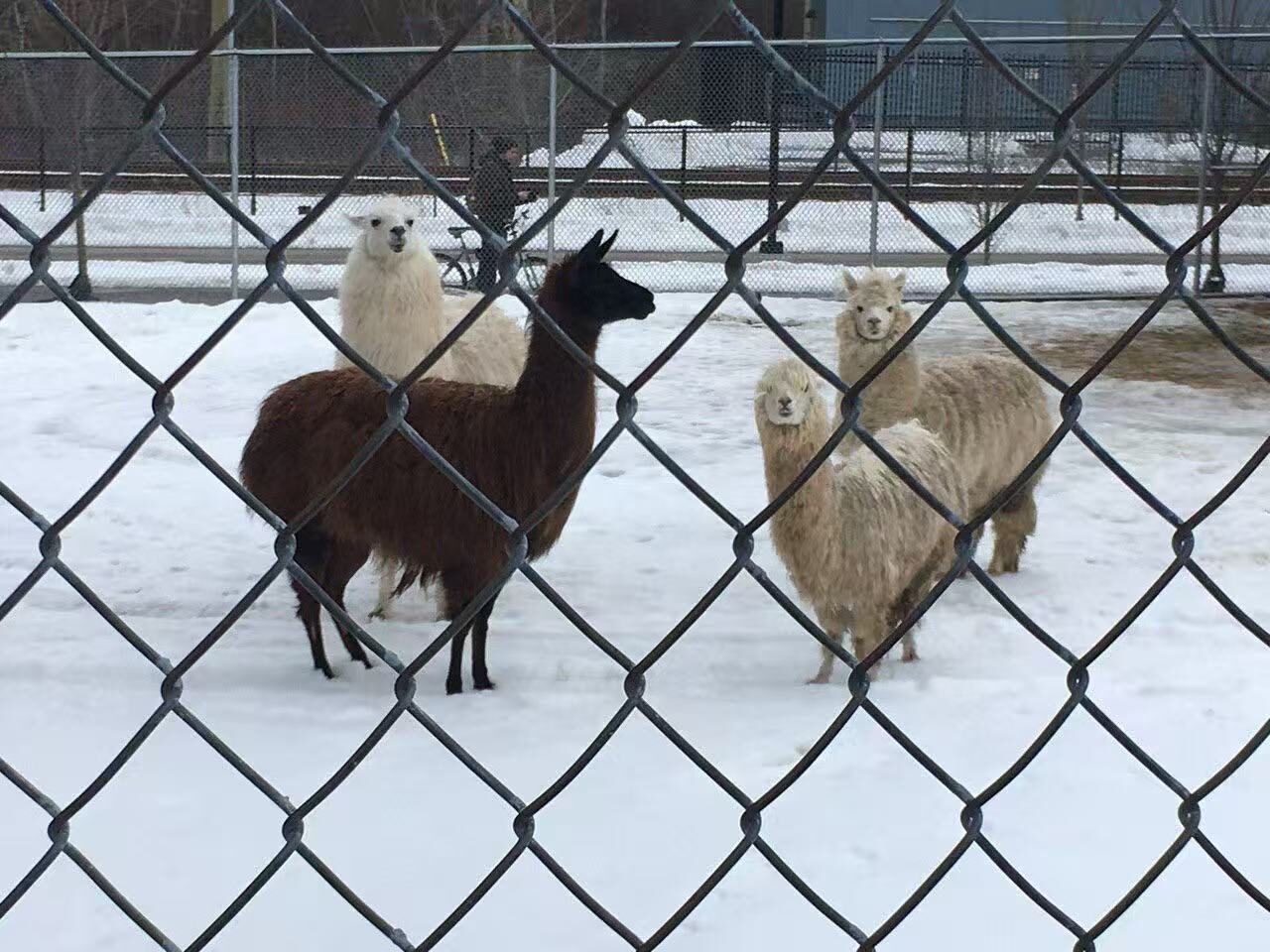 Alpacas in the Snow