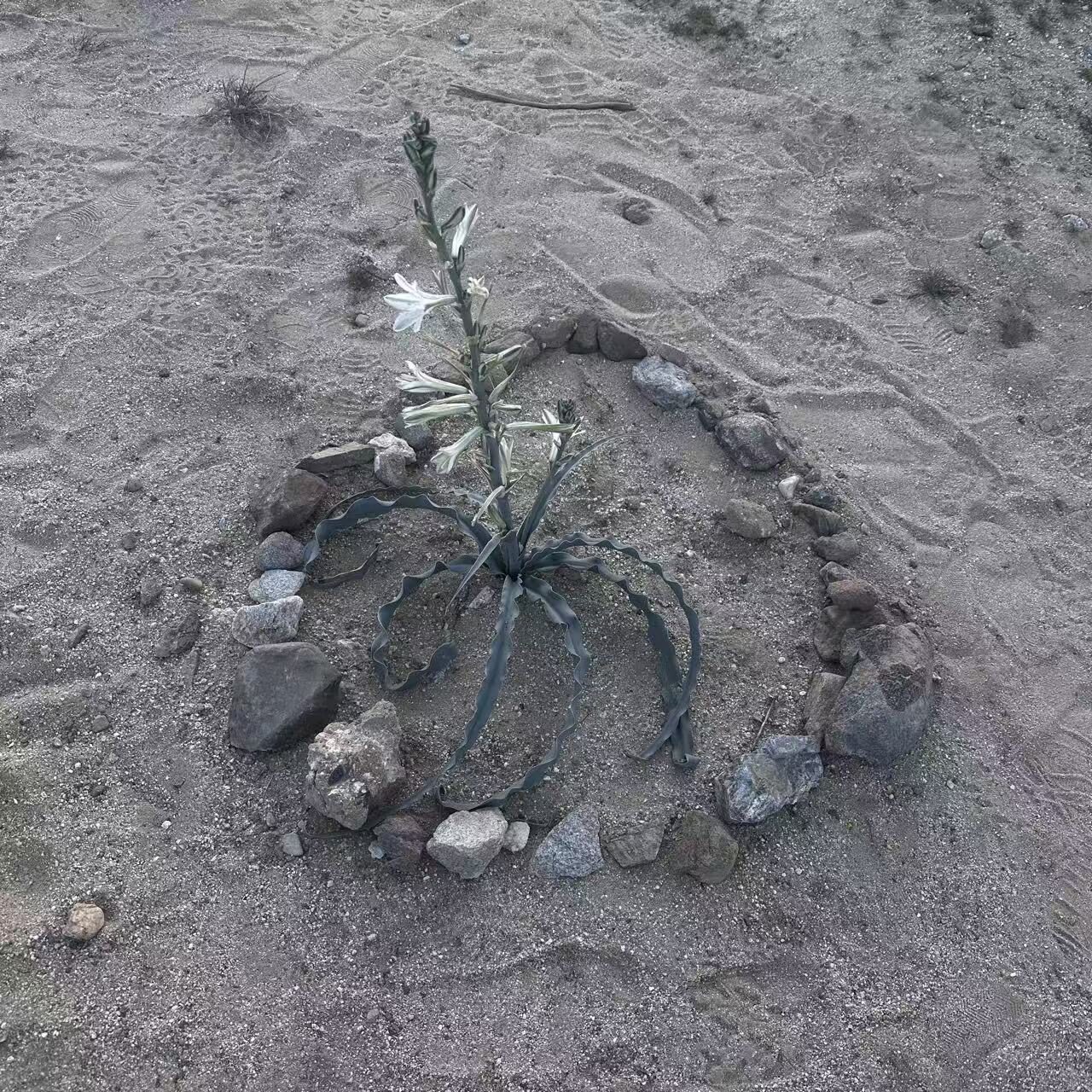 Desert Spiral