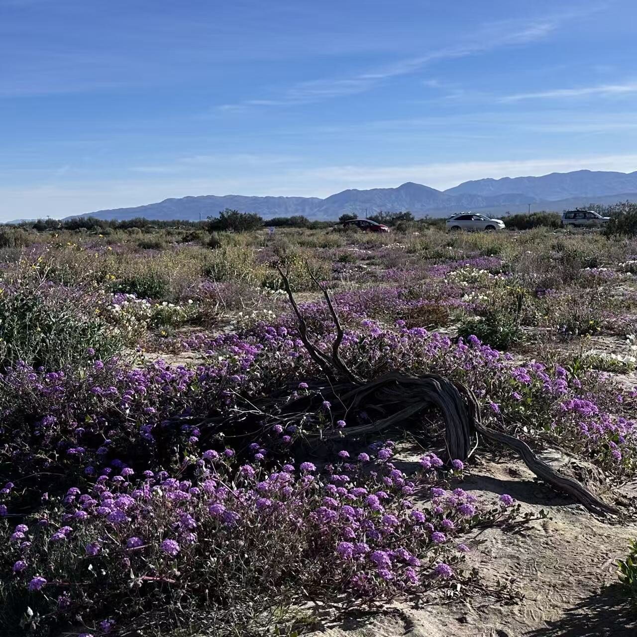 Desert Superbloom
