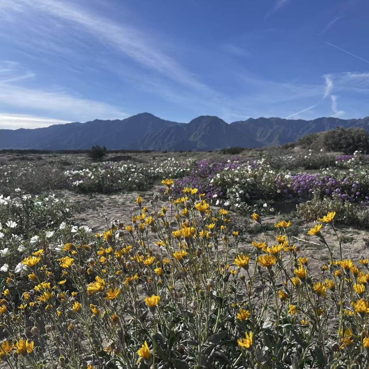 Wildflower Mosaic